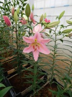 [5375 Le Chic VZ No02.JPG]